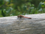 28154 Red Dragonfly on tree Common Darter (Sympetrum striolatum).jpg